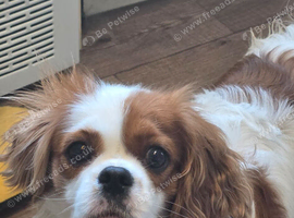 3 years old called dottie