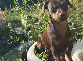6 month old female cheweenie
