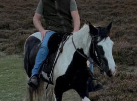 Bombproof Ride & Drive Mare