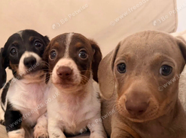 Dachshund 2boys 1girl
