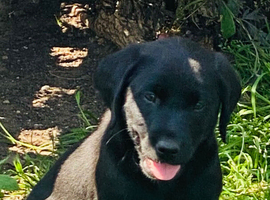 Black Labrador puppy