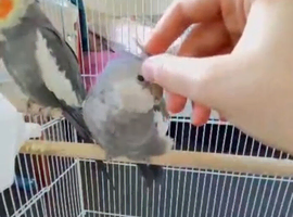 Silly tame, cuddly cockatiels