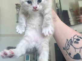 ragcoon mix, tabby male and lilac female 5 weeks old