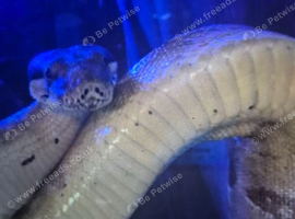 Boa with large setup