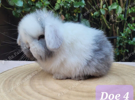 Stunning pure bred mini lop bunnies available