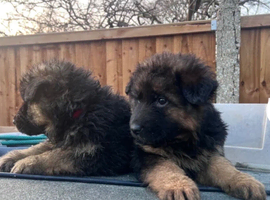 5 German Shepherd puppies long coat