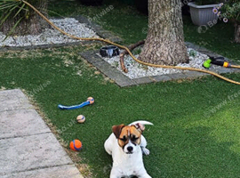 Jack Russel for stud