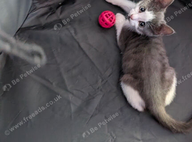 Kitten