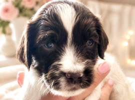 English Springer Spaniel Puppies