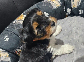 Beautiful Yorkshire Terrier  Puppies with stunning tricolour markings, looking for their forever homes