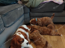Cavapoos
