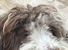 Henry schnoodle