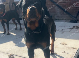 13 month old