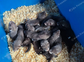 Baby ferrets