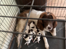 7 English springer spaniel puppies