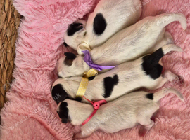 Gorgeous Maltese & Lhasa-apso puppies
