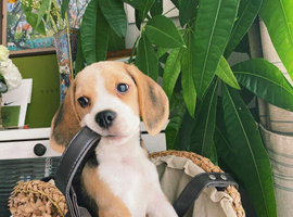 Stunning Health Tested Beagle Puppies