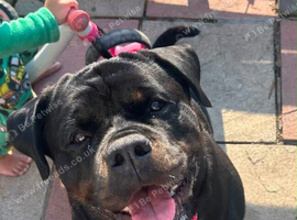 Pedigree Rottweiler female needs a home.