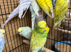 Beautiful budgies for sale