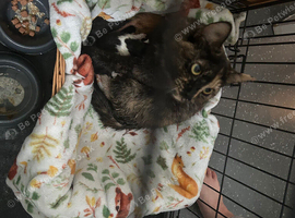 Mix breed kitten