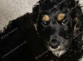 F1 Cockapoo's 2 boys left - Vet checked healthy and ready to leave