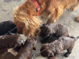 gorgeous cockerspaniel Puppies