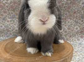 Male 4 months old