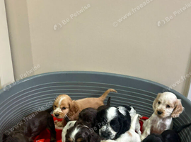 Kc registered show type spaniels