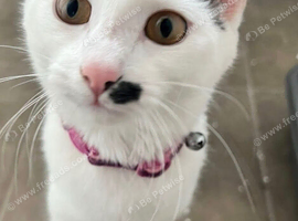 Millie - 8 month old kitten