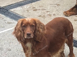 KC Registered Cocker Spaniel