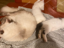 Ragdoll x British shorthair