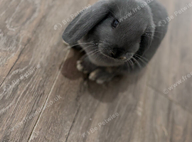Mininlop x Holland lop bunnies