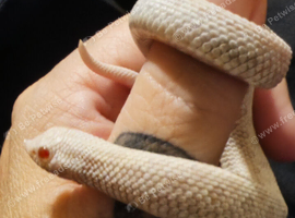 2026 baby snow hognose male baby
