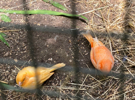 Red factor canaries