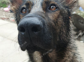 German shepherd 7 years old