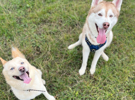 Husky&rsquo;s