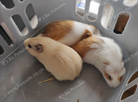Baby guinea pigs