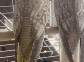 Baby cockatiels with hatch certificate