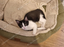 Mix kitten female