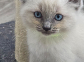 2 Stunning Boy Ragdolls