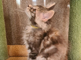 Beautiful blue torbie maine coon