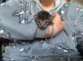 female black and white and male black and white