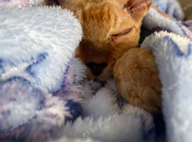 Devon Rex cross Sphynx