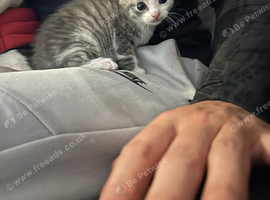 5 weeks old kittens