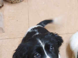 Female Springer Spaniel Pup