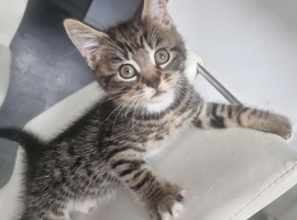 Kittens