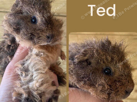 Texel lemon Agouti Boar