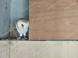 Barn owl
