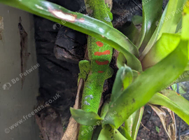 2 giant Madagascar day geckos for sale