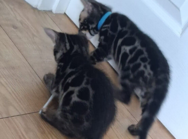 Bengal kitten